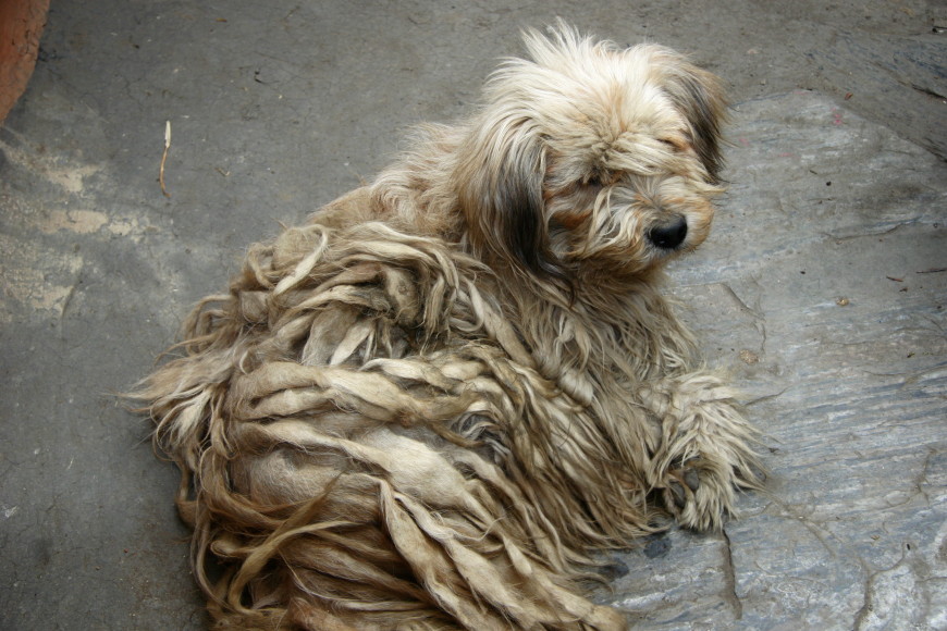 Family dog, Mustang