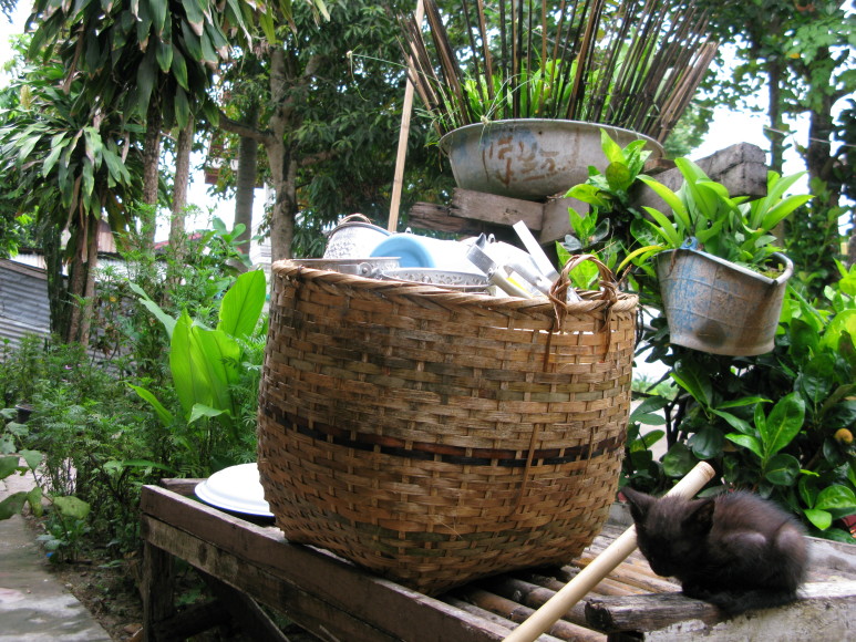 Laos, the temple cat