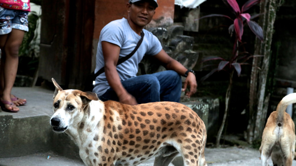 The leopard dog