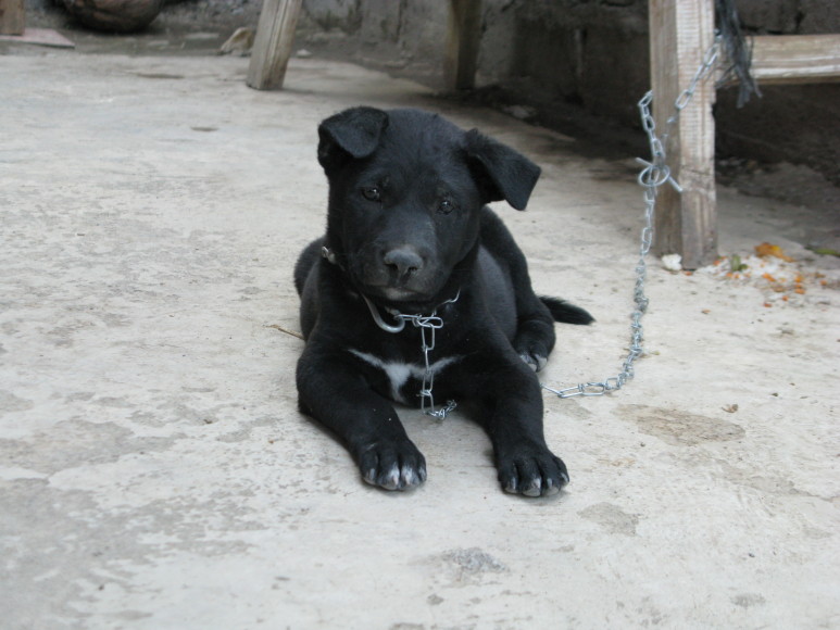 chained puppy