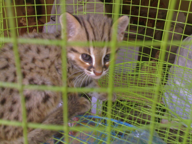 pet market in Borbodur2