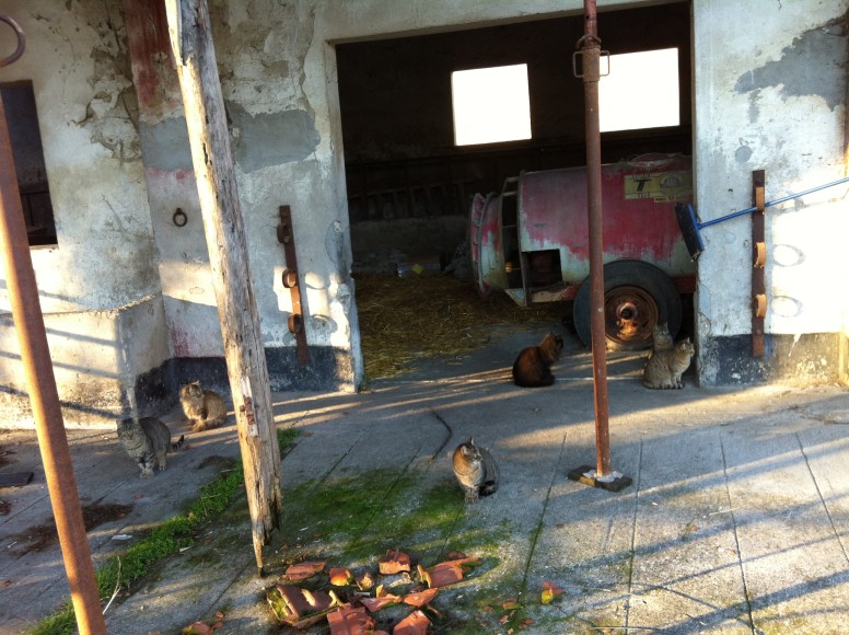 the countess's barn cats